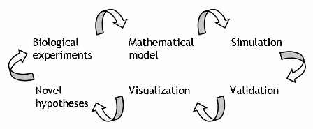 Fig. 1. Image of model-driven biological study.